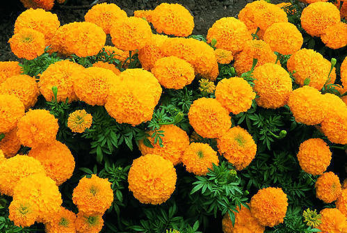 काठमाडौं महानगरले तोक्यो फूल विक्रीका लागि चार स्थान