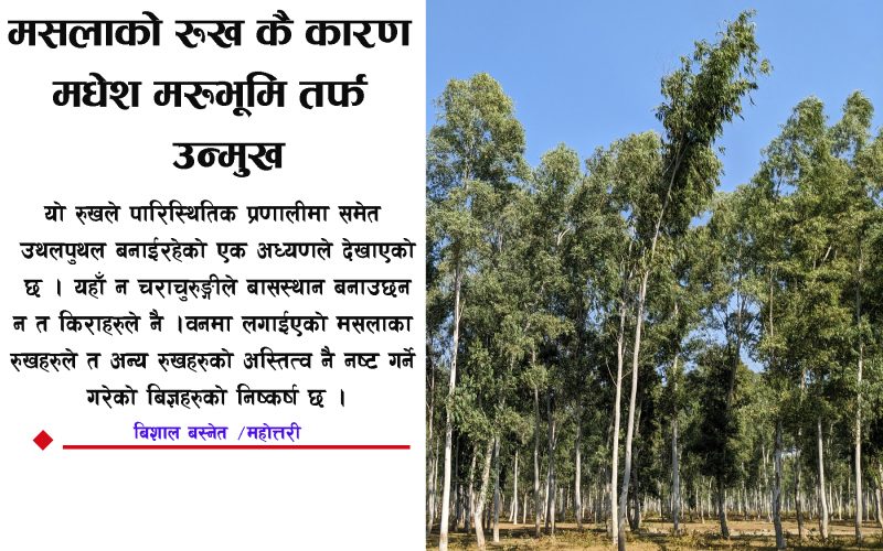 मसलाको रुख मदेसबाट विस्थापन नगरे मरूभूमीकरण बन्ने विज्ञहरूको चेतावनी