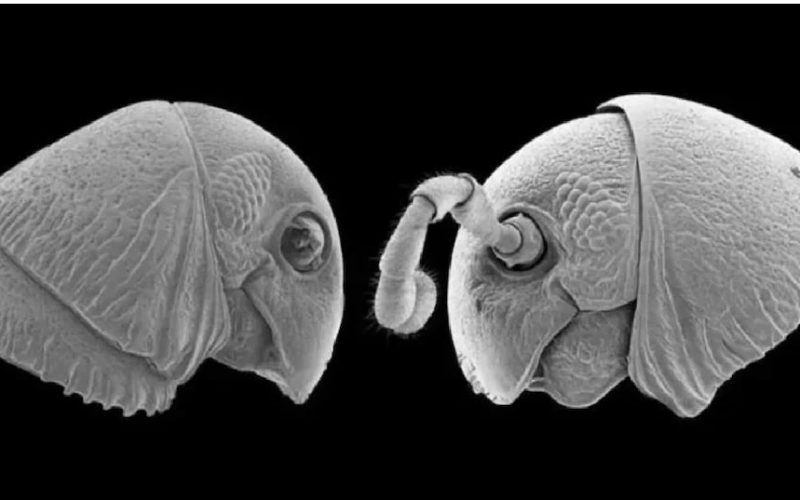 अफ्रिकामा फेला परे २०० खुट्टा भएका नयाँ प्रजाति