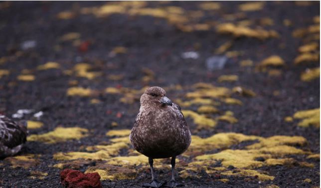 अन्टार्कटिकामा पहिलो पटक वर्ड फ्लु फेला, सिङ्गो महादेशको चरा सखाप हुने चिन्ता