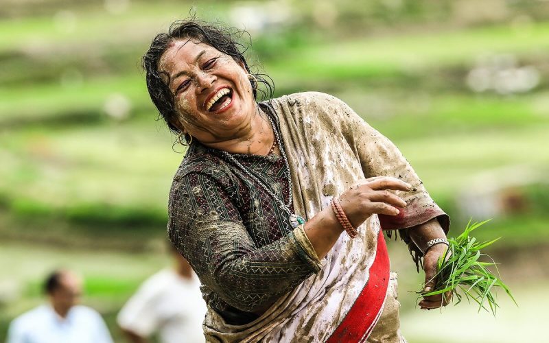 धान दिवसमा रमाउँदै किसानहरू (फोटोफिचर)